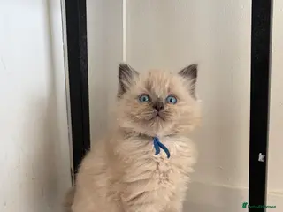 Ragdoll cats Ready now stunning ragdoll kittens - Advert 12