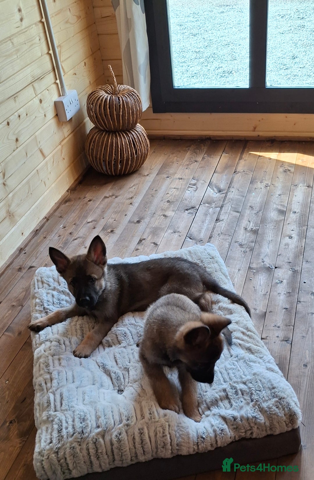 German Shepherd dogs for sale: 🌟Stunning KC Registered German Shepherd Pups🌟 - Image 20