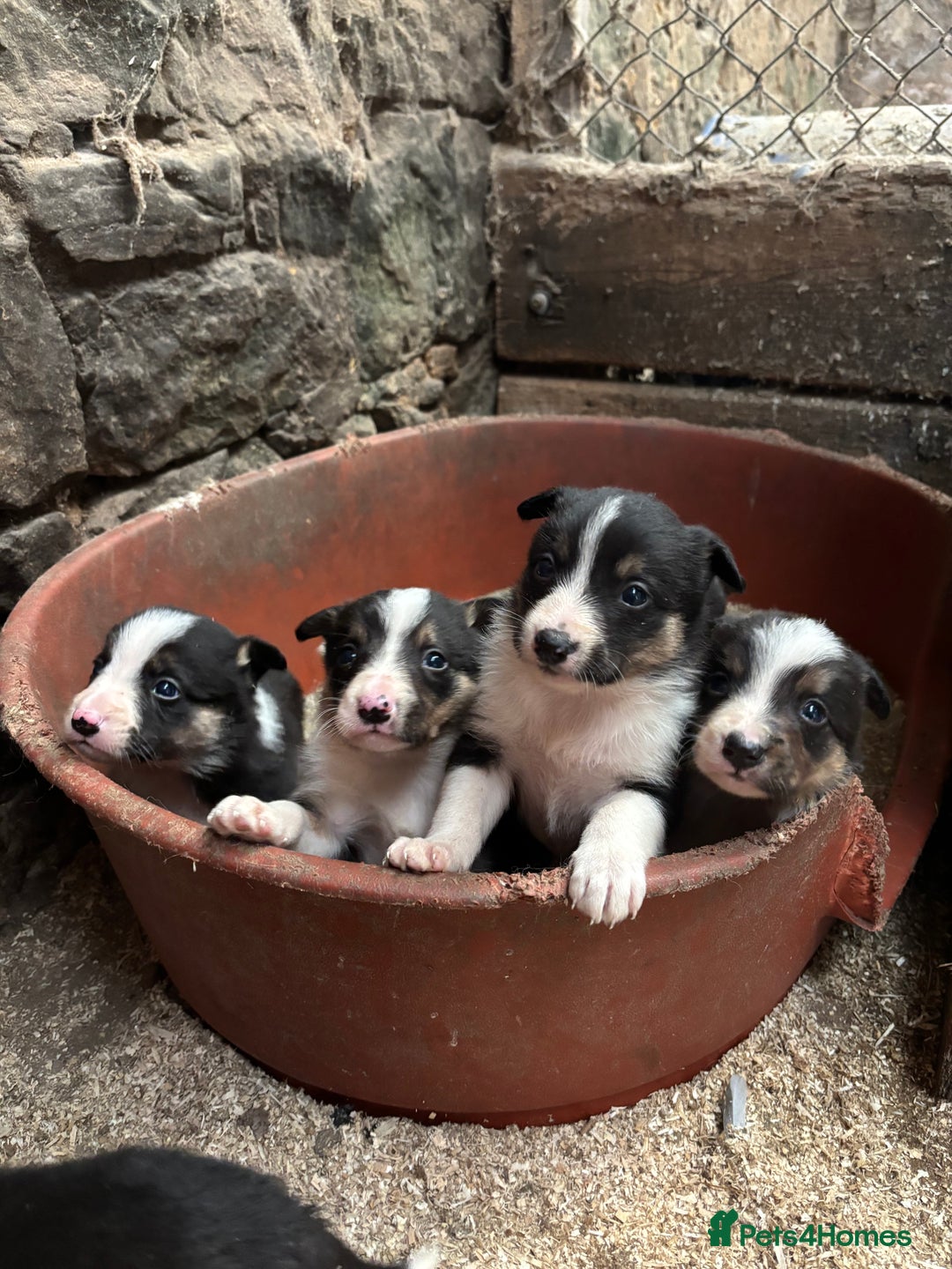 Border Collie dogs for sale: Border collie puppies - Advert 3