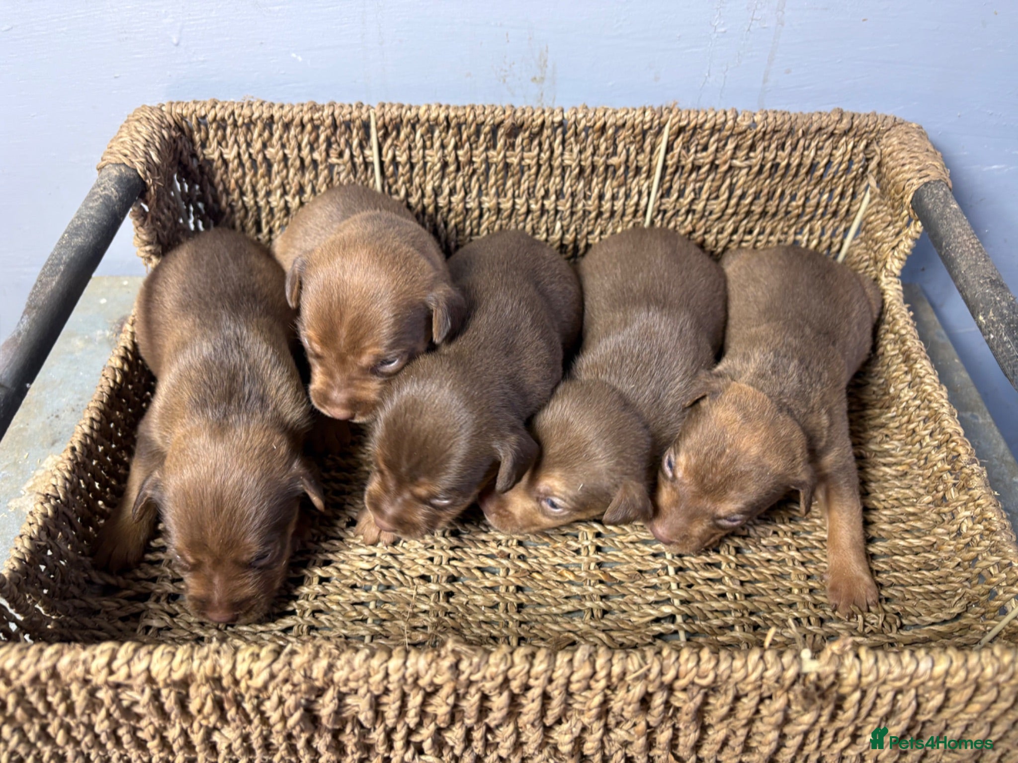 Patterdale Terrier dogs Quality Patterdale Pups Available  - Advert 2