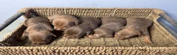 Patterdale Terrier dogs for sale: Quality Patterdale Pups Available  - Advert 9