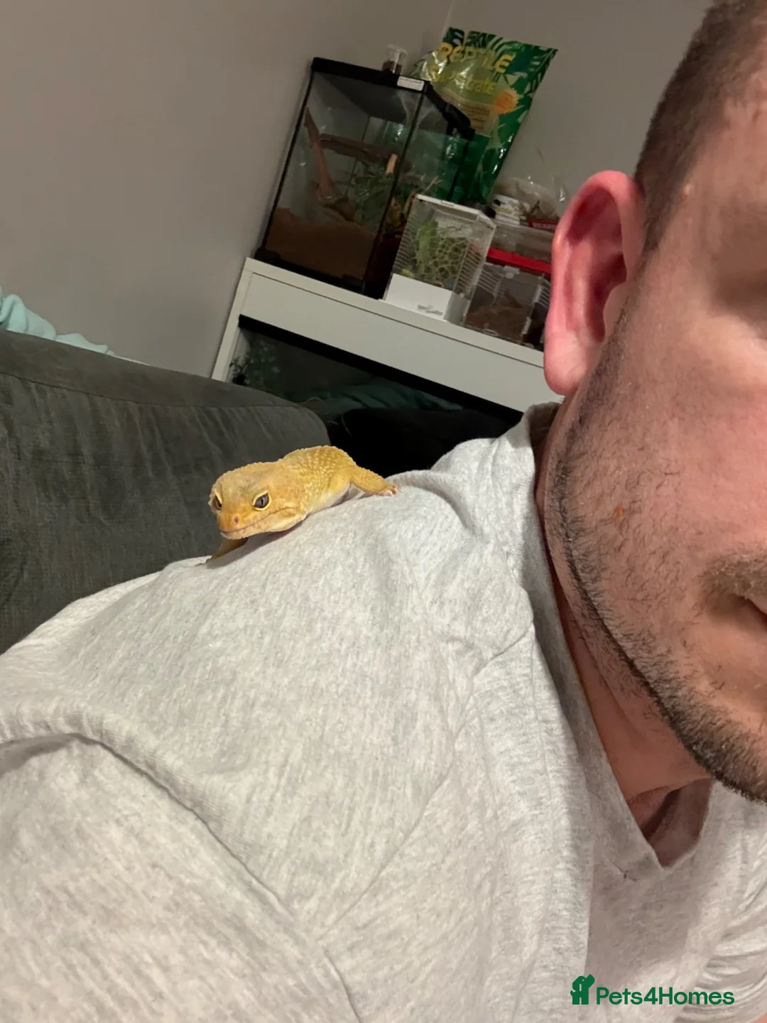 Leopard Gecko reptiles for sale: Draco with full brand new set up - Advert 2