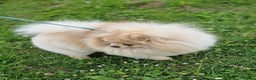 Pomeranian dogs for stud: Rocket Pomeranian stud  in Romford - Advert 5
