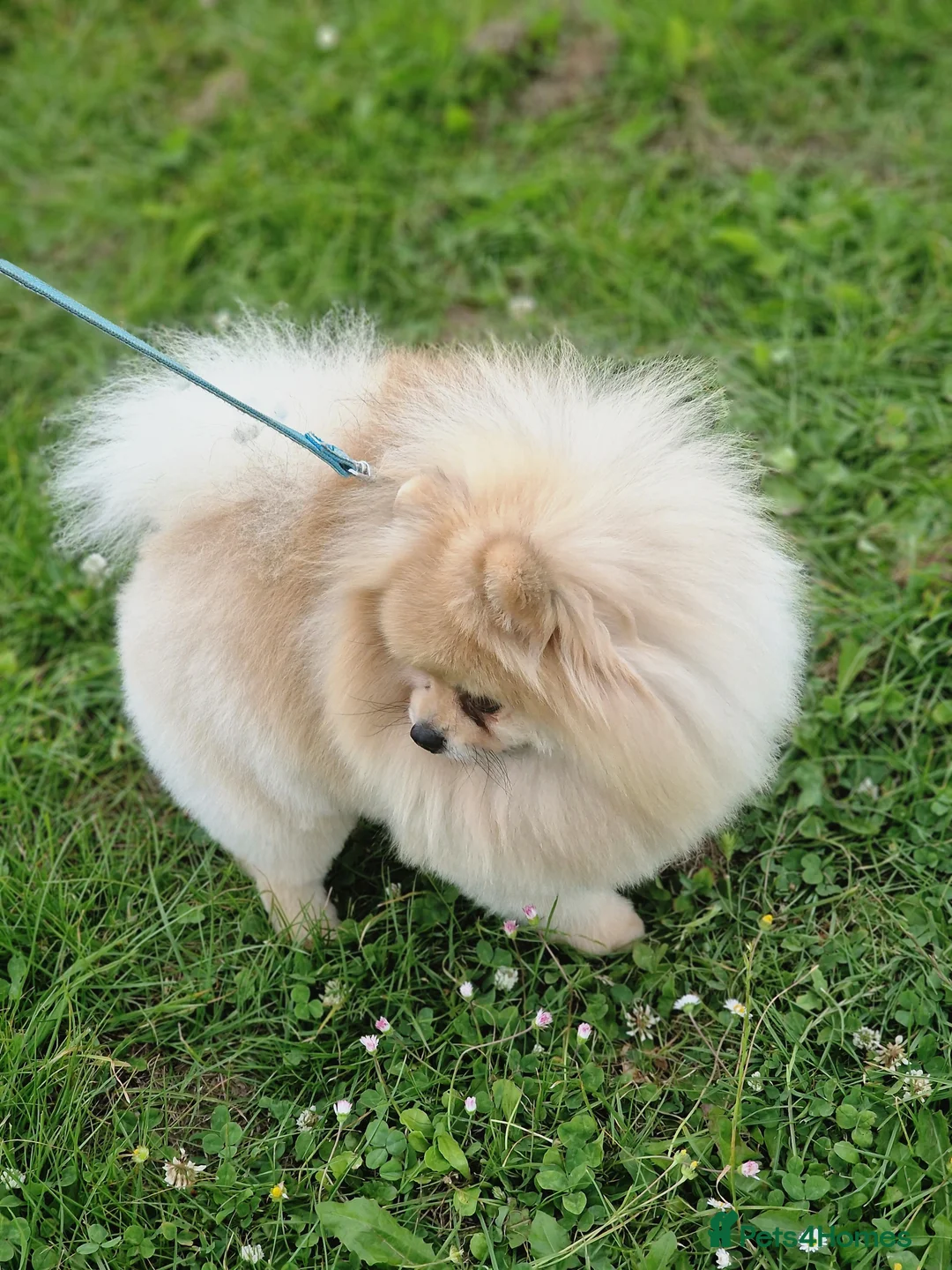 Pomeranian dogs for stud: Rocket Pomeranian stud  in Romford - Advert 5