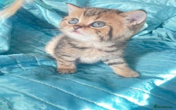 British Shorthair cats for sale: Gorgeous pure breed colour point and golden kitten - Image 23