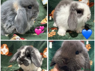 Mini Lop rabbits - Advert 8