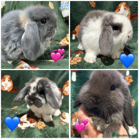 Mini Lop rabbits - Advert 1