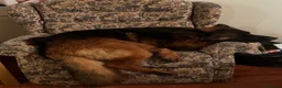 German Shepherd dogs for sale: Full pedigree German shepherd longhair  - Advert 8
