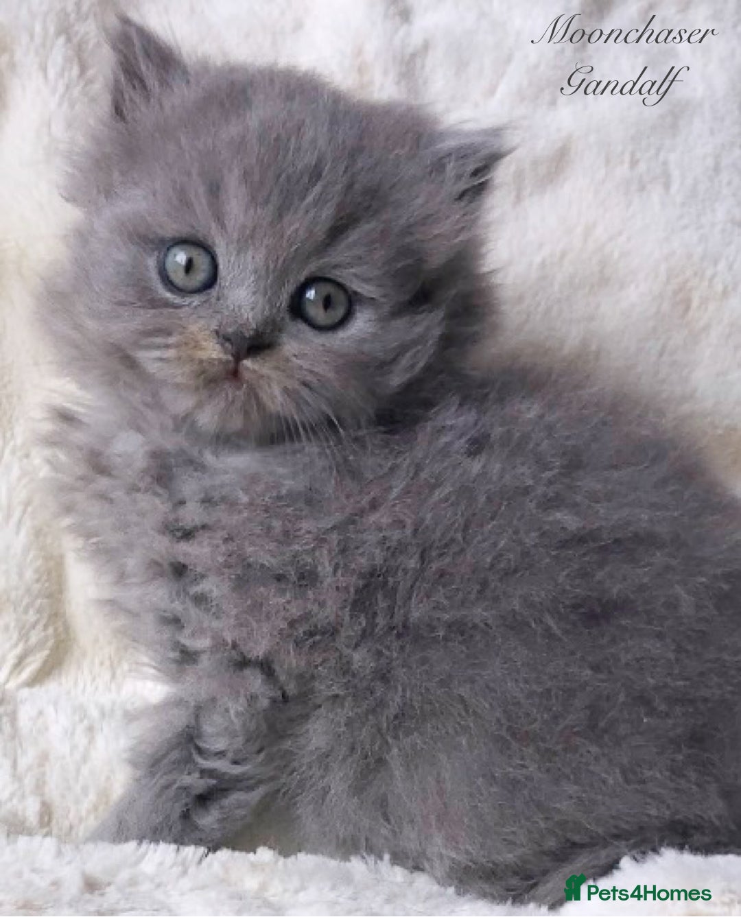 Fluffy Cat With Grey Long Haired Persian Cat Fluffy House Cat Long