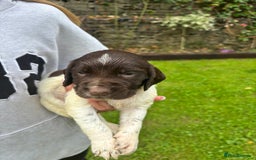 English Springer Spaniel dogs for sale: Springer Spaniel Puppies  - Image 21