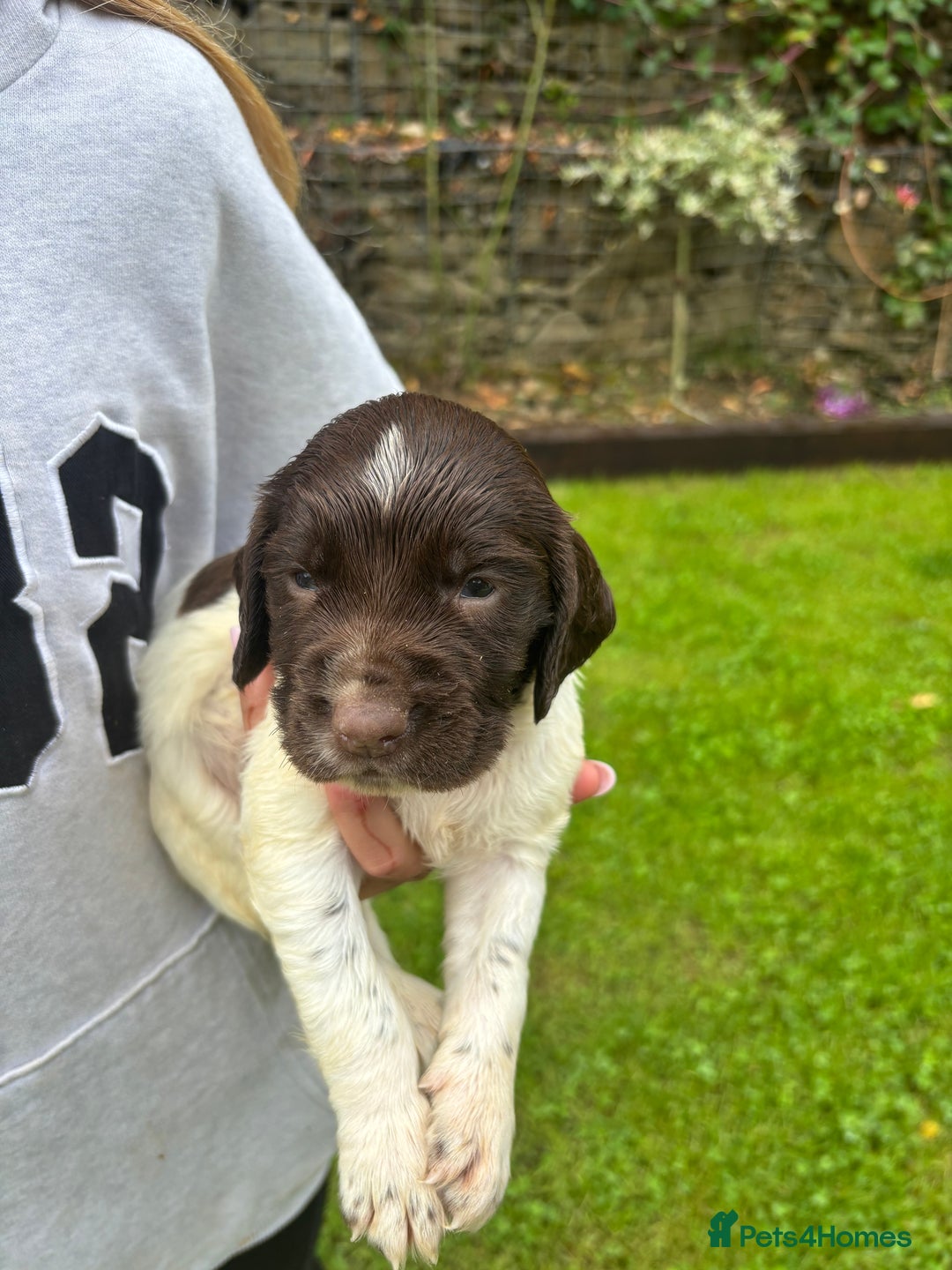English Springer Spaniel dogs for sale: Springer Spaniel Puppies  - Image 21