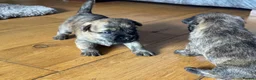 Cairn Terrier dogs for sale: KC pups off Health Tested parents, avail 11th Oct - Advert 13