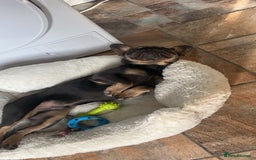 French Bulldog dogs for sale: 2 year old male, name is Blue - Image 11