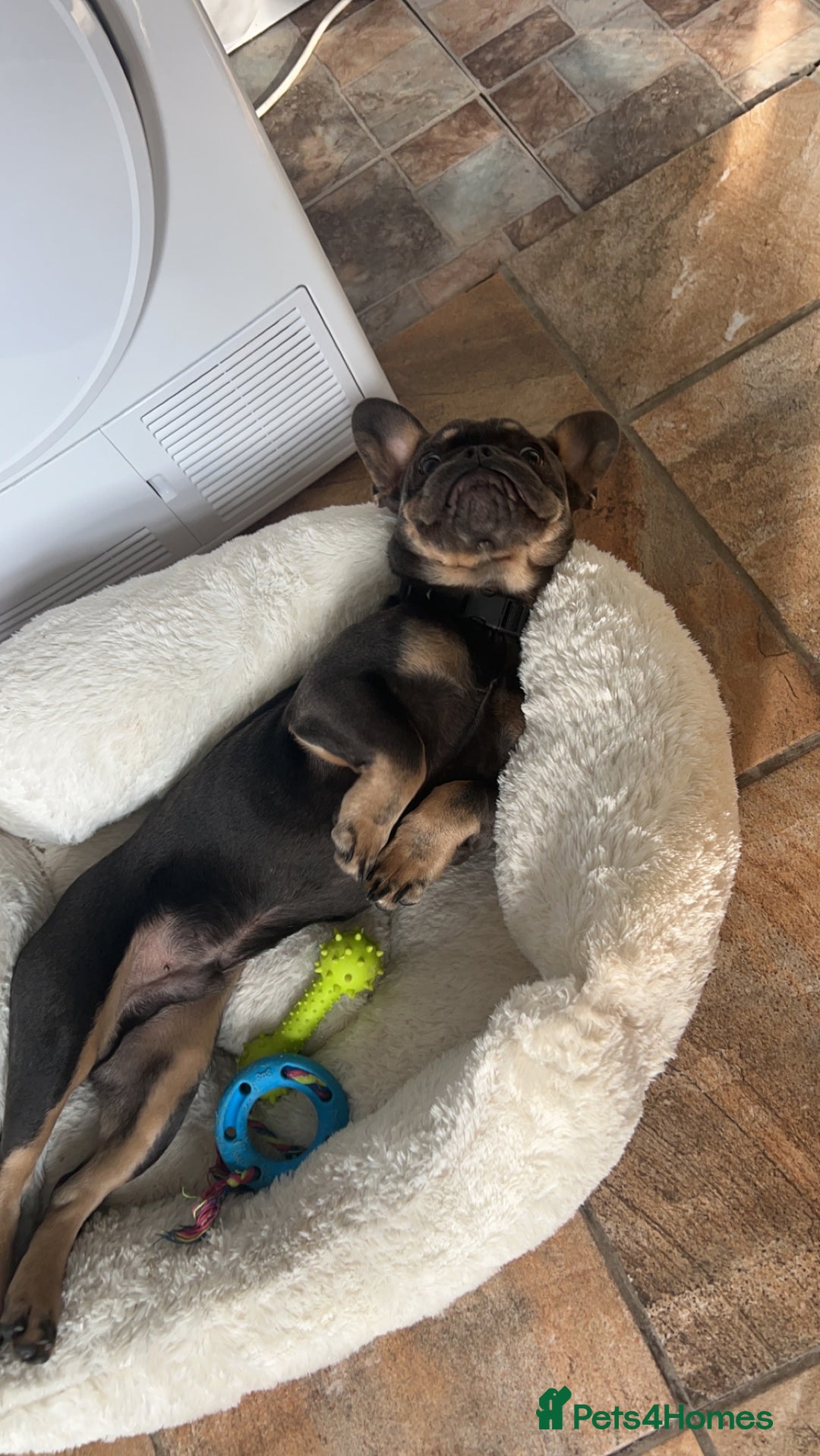 French Bulldog dogs for sale: 2 year old male, name is Blue - Image 11