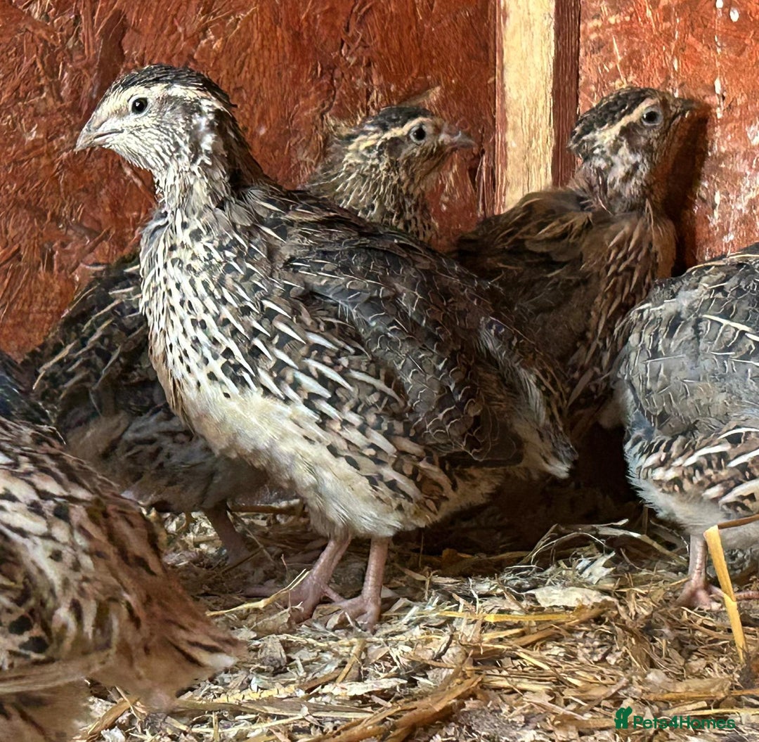 Quail poultry for sale: Live cortunix quail for sale - Image 2
