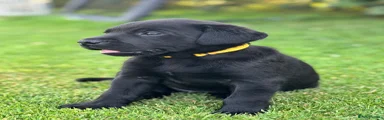 Yellow collar