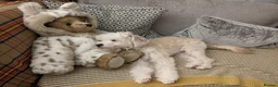 Chinese Crested dogs for sale: A Sweet Powderpuff Seeking Her Forever Home  in Poole - Advert 2