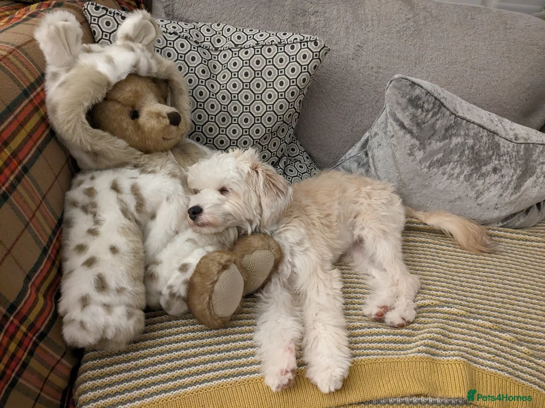 Chinese Crested dogs for sale: A Sweet Powderpuff Seeking Her Forever Home  in Poole - Advert 2