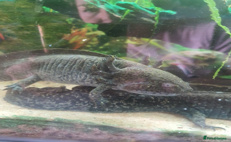Other/Mixed Breed fish - Advert 10