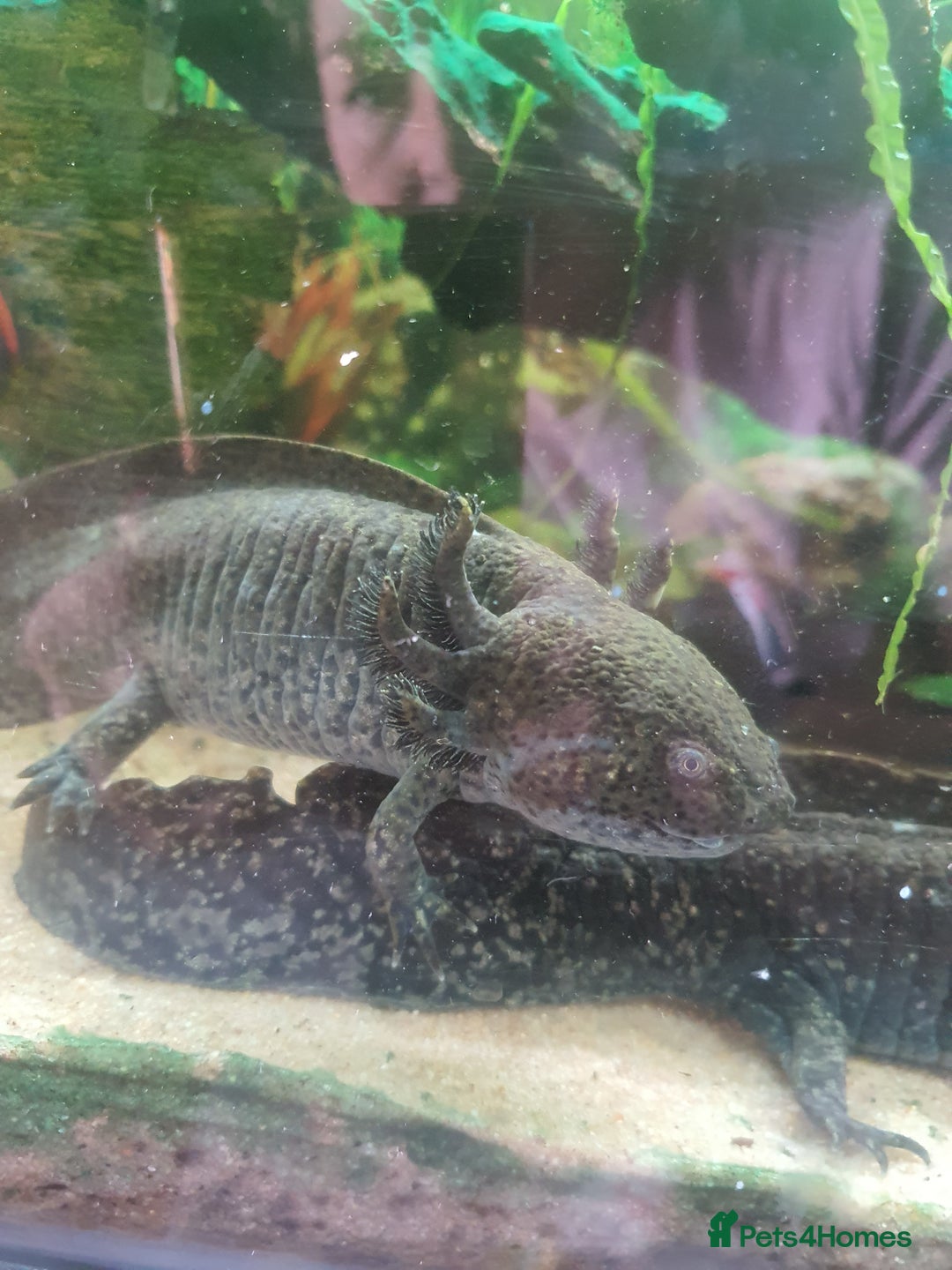 Other/Mixed Breed fish for sale: Aksolotle - Image 1