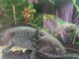 Other/Mixed Breed fish - Advert 39