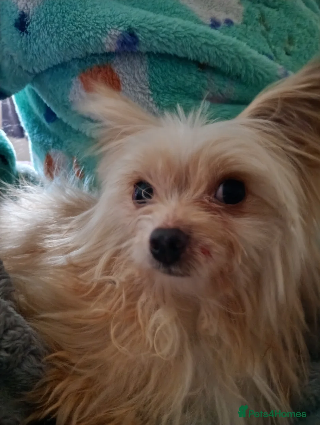 Chihuahua dogs for sale: Rehoming - Advert 3