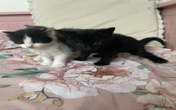 Mixed Breed cats for sale: Four beautiful kittens  - Image 6