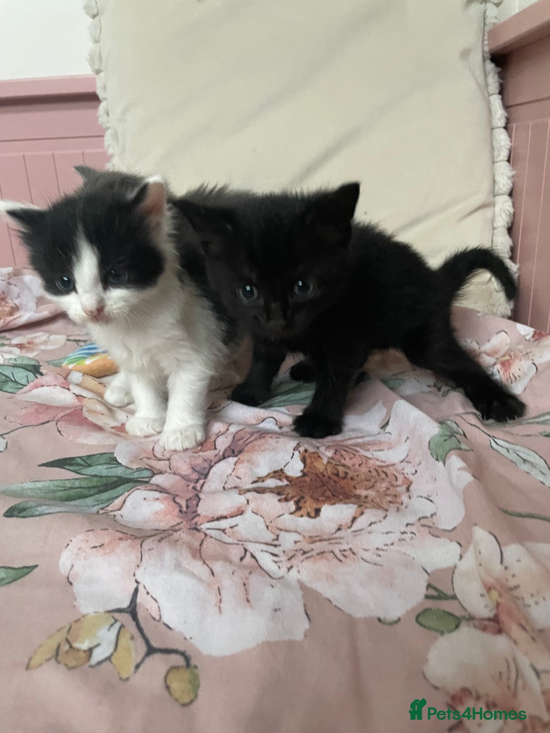 Mixed Breed cats for sale: Four beautiful kittens  - Image 6