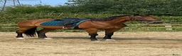 Irish Thoroughbred horses for sale: TB gelding for sale in Bolton - Advert 1