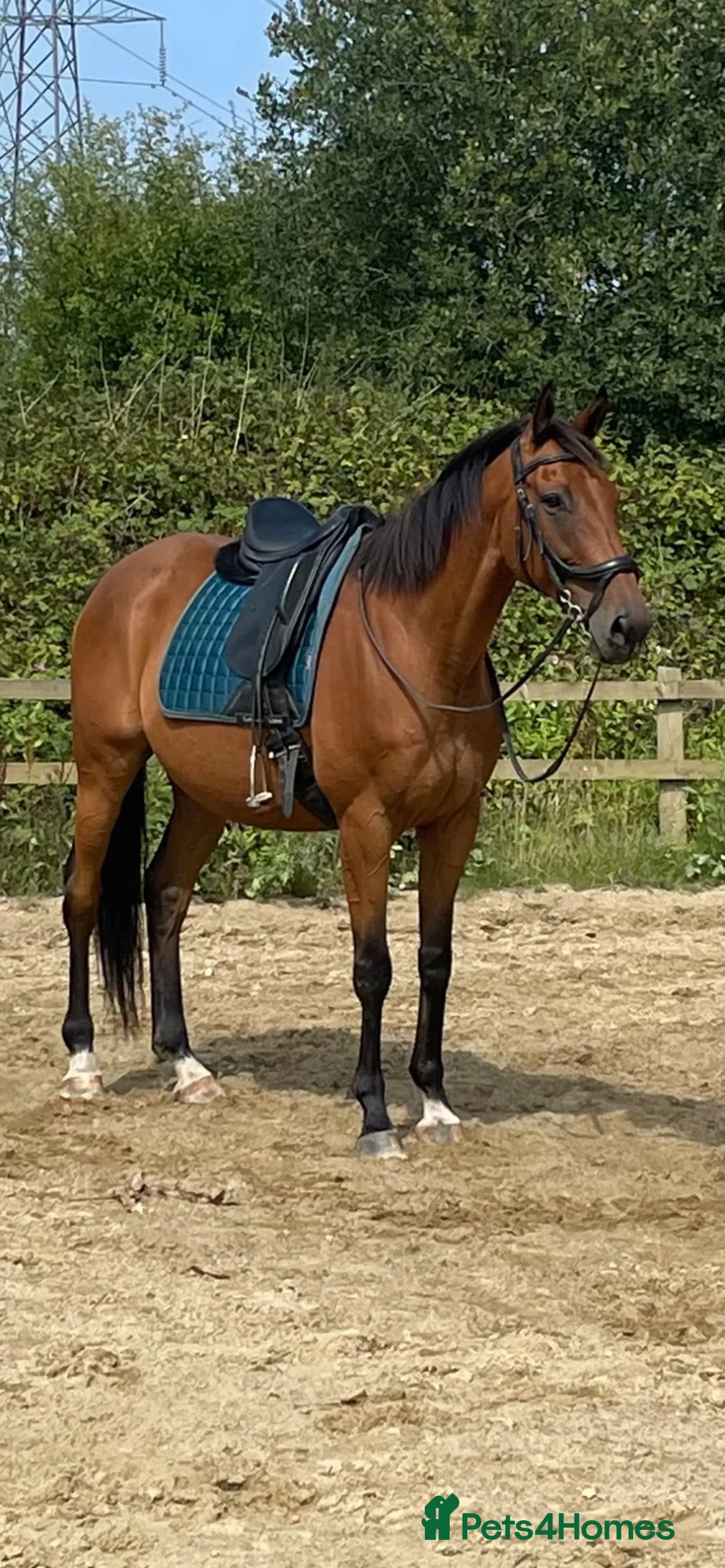 Irish Thoroughbred horses for sale: TB gelding for sale in Bolton - Advert 1
