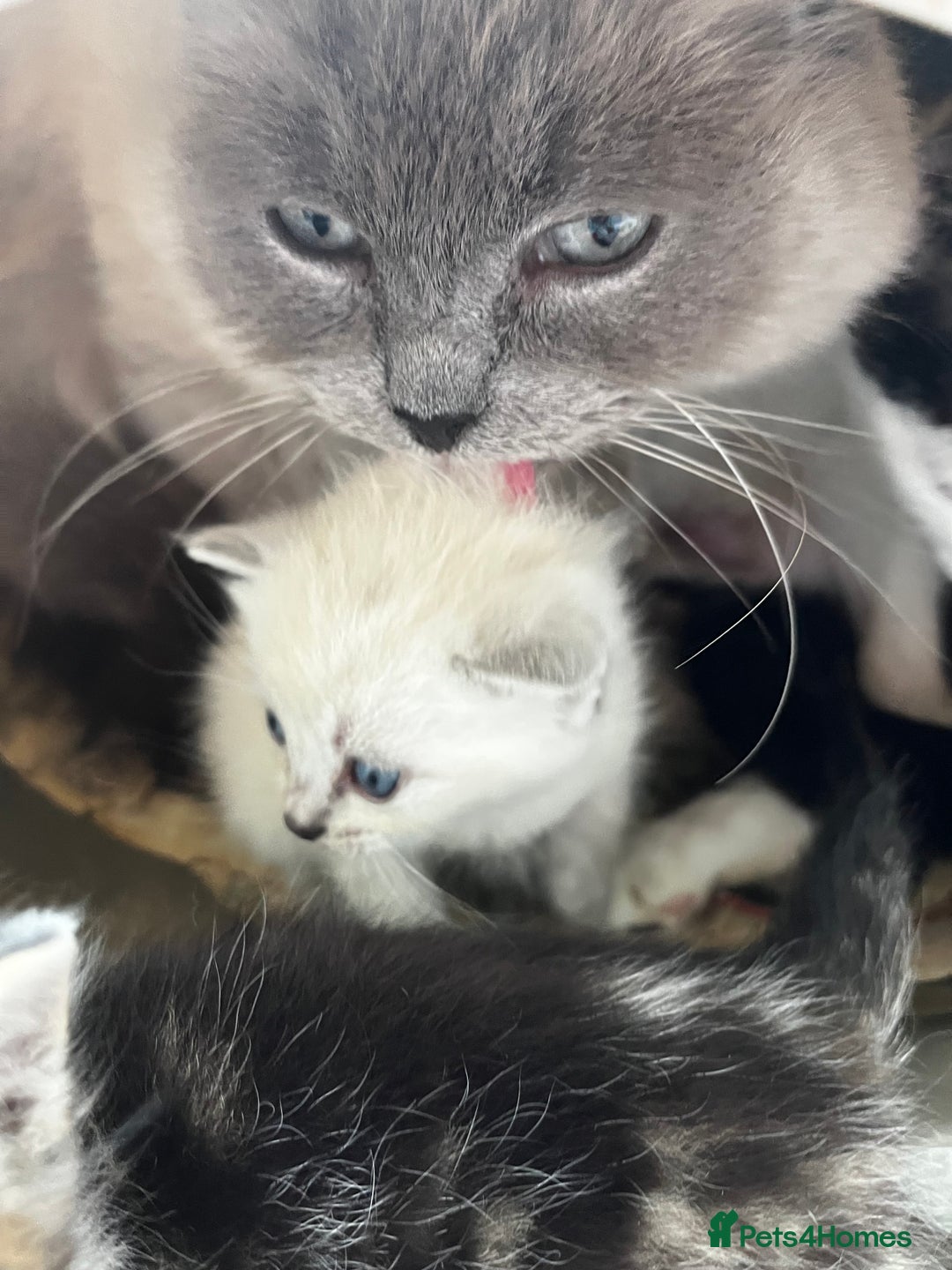 Ragdoll cats for sale: Mink ragdolls - Advert 1