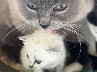 Ragdoll cats Mink ragdolls - Advert 2