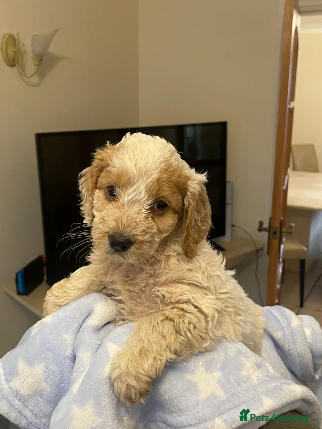 Cockapoo dogs for sale:  Cockapoo Puppies Ready for Loving Homes  - Advert 29