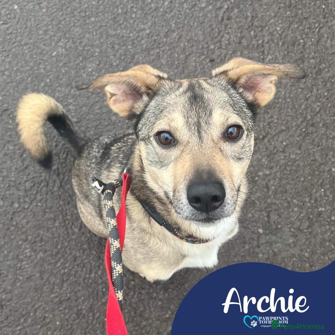 Mixed Breed dogs Meet Archie, currently residing in Cheshire. in Nantwich - Advert 17