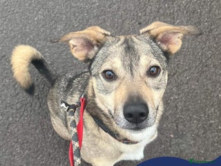 Mixed Breed dogs in Nantwich - Advert 36