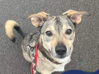 Mixed Breed dogs Meet Archie, currently residing in Cheshire. in Nantwich - Advert 6