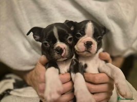 Boston Terrier dogs - Advert 5