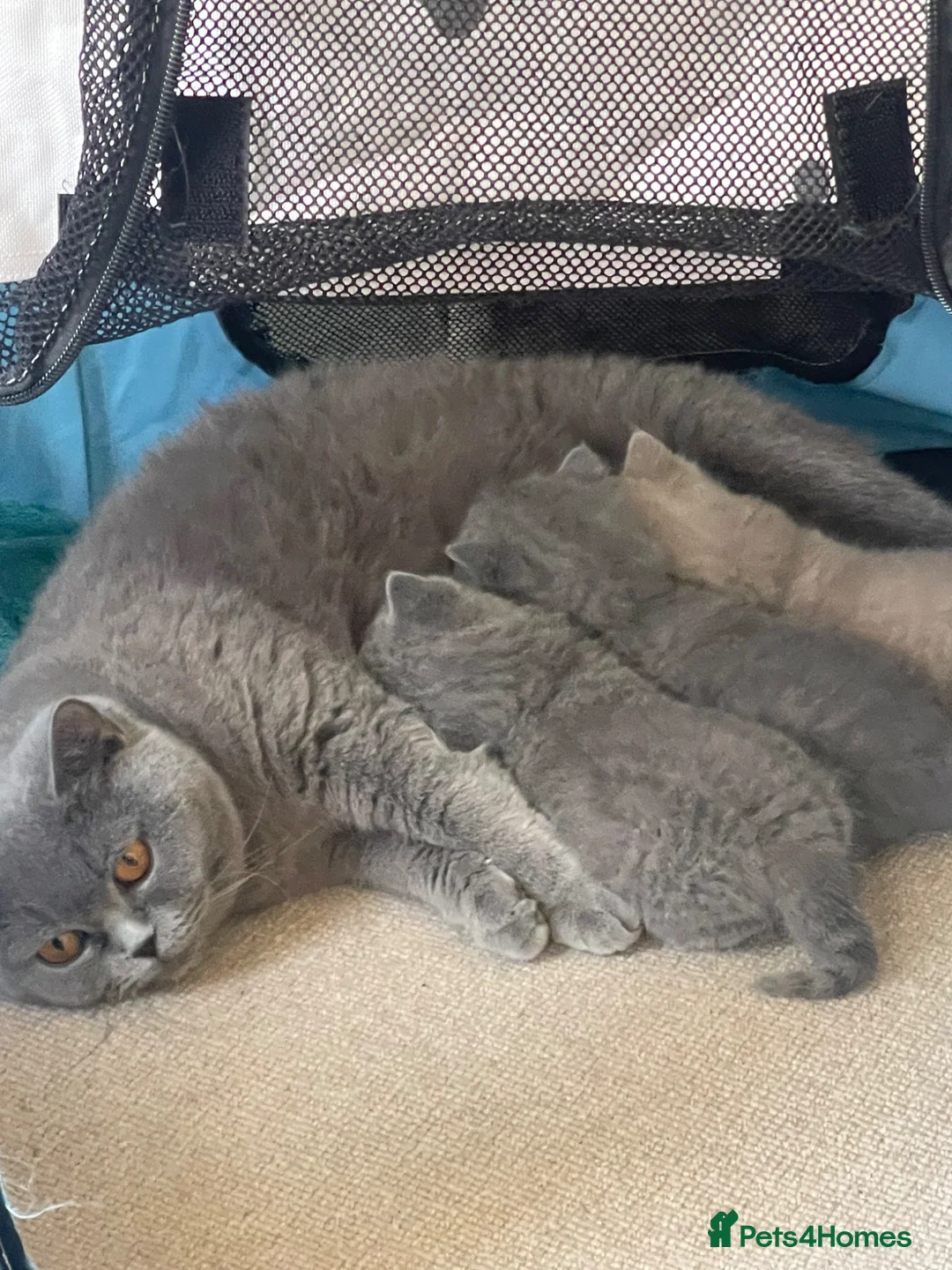 British Shorthair cats for sale: GORGEOUS PEDIGREE BRITISH SHORTHAIR  - Advert 9