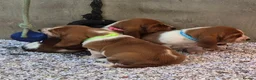 Basset Hound dogs for sale: KC BASSET HOUND PUPPIES FROM HEALTH SCORED PARENTS - Advert 31
