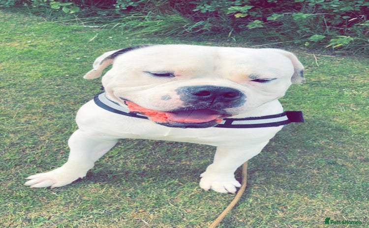 American Bulldog dogs - Advert 1
