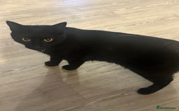 British Shorthair cats for sale: British Short Hair + Half Siberian/Half Tabby Cat - Image 3