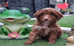 Cockapoo dogs for sale: ** BEAUTIFUL LITTER OF COCKAPOOS ** - Image 5