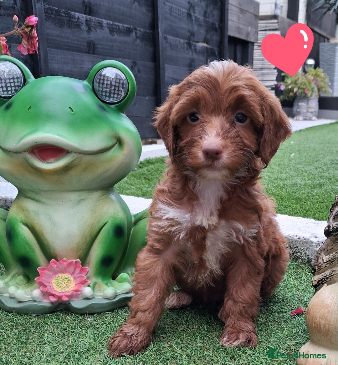 Cockapoo dogs for sale: ** BEAUTIFUL LITTER OF COCKAPOOS ** - Image 5