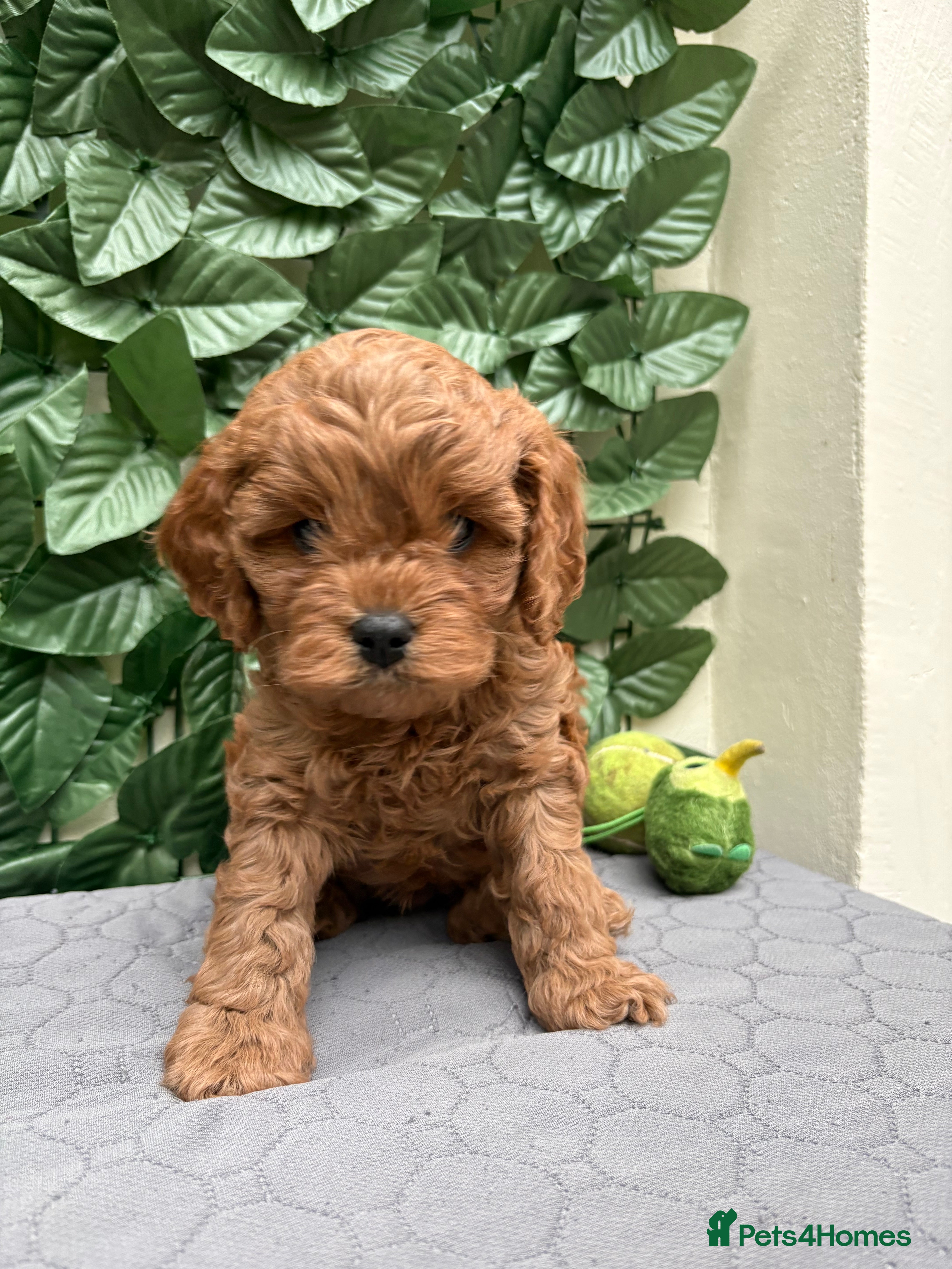 Cavapoo dogs Gorgeous Cavapoos-Ready for Loving Homes from May - Advert 2