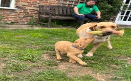 Labrador Retriever dogs for sale: Ready to go! KC reg Labradors (yellow/Foxred) - Image 35