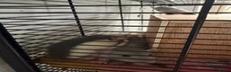 Rat rodents for sale: 4 female dumbo rats + entire setup - Advert 4