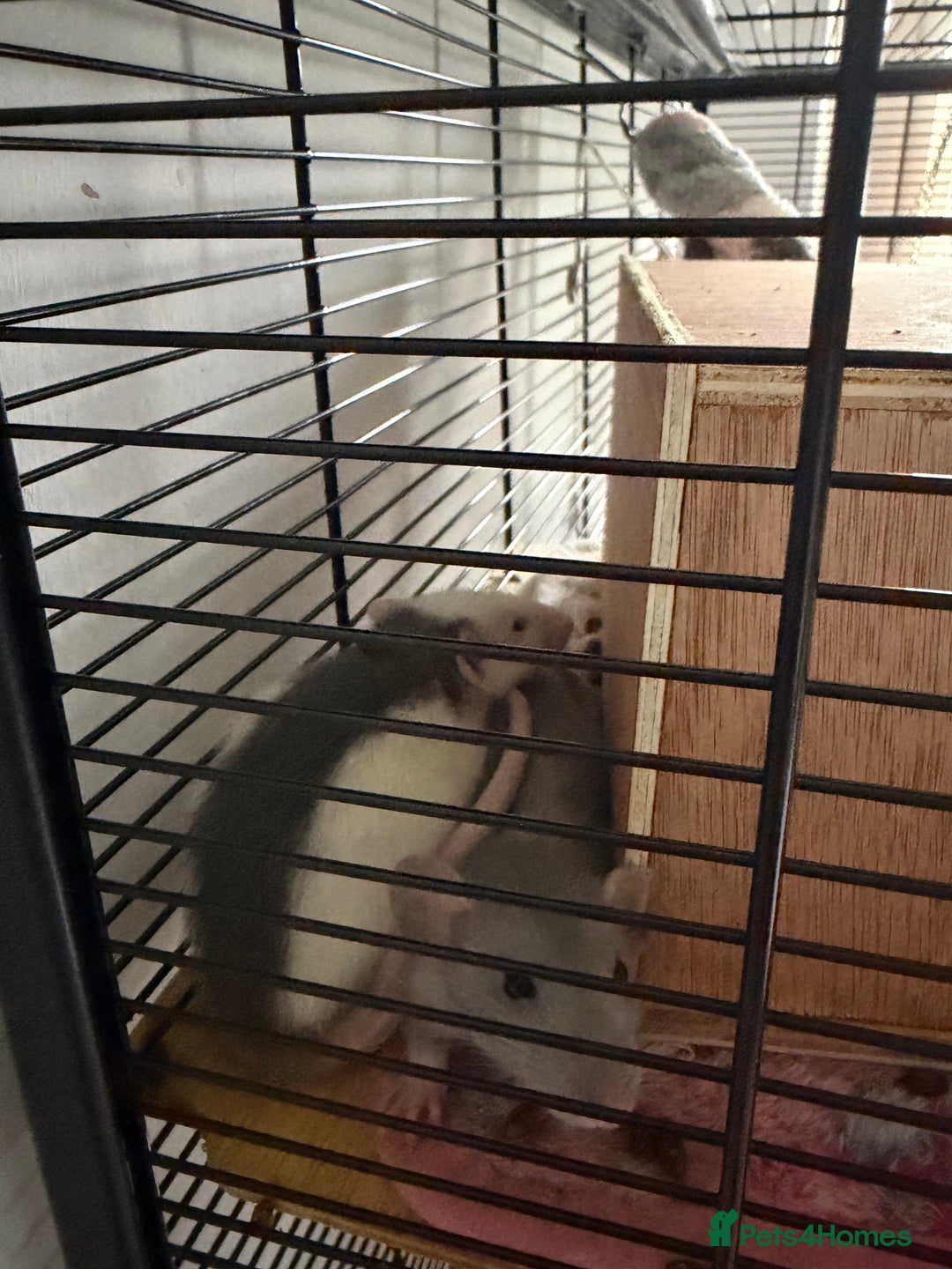 Rat rodents for sale: 4 female dumbo rats + entire setup - Advert 4