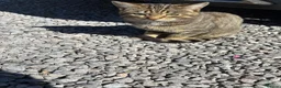 Mixed Breed cats for sale: For sale kittens  - Advert 3
