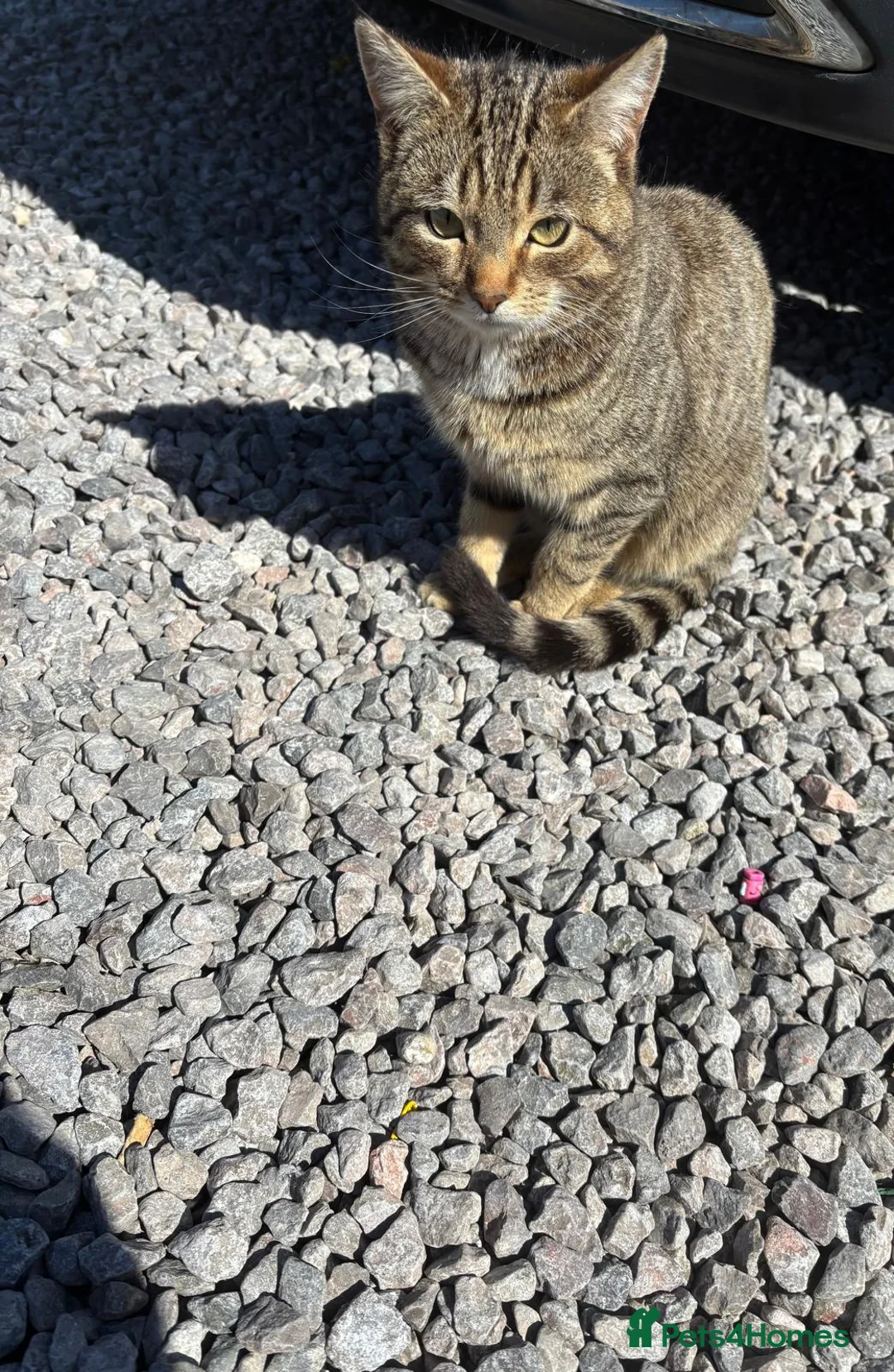 Mixed Breed cats for sale: For sale kittens  - Advert 3
