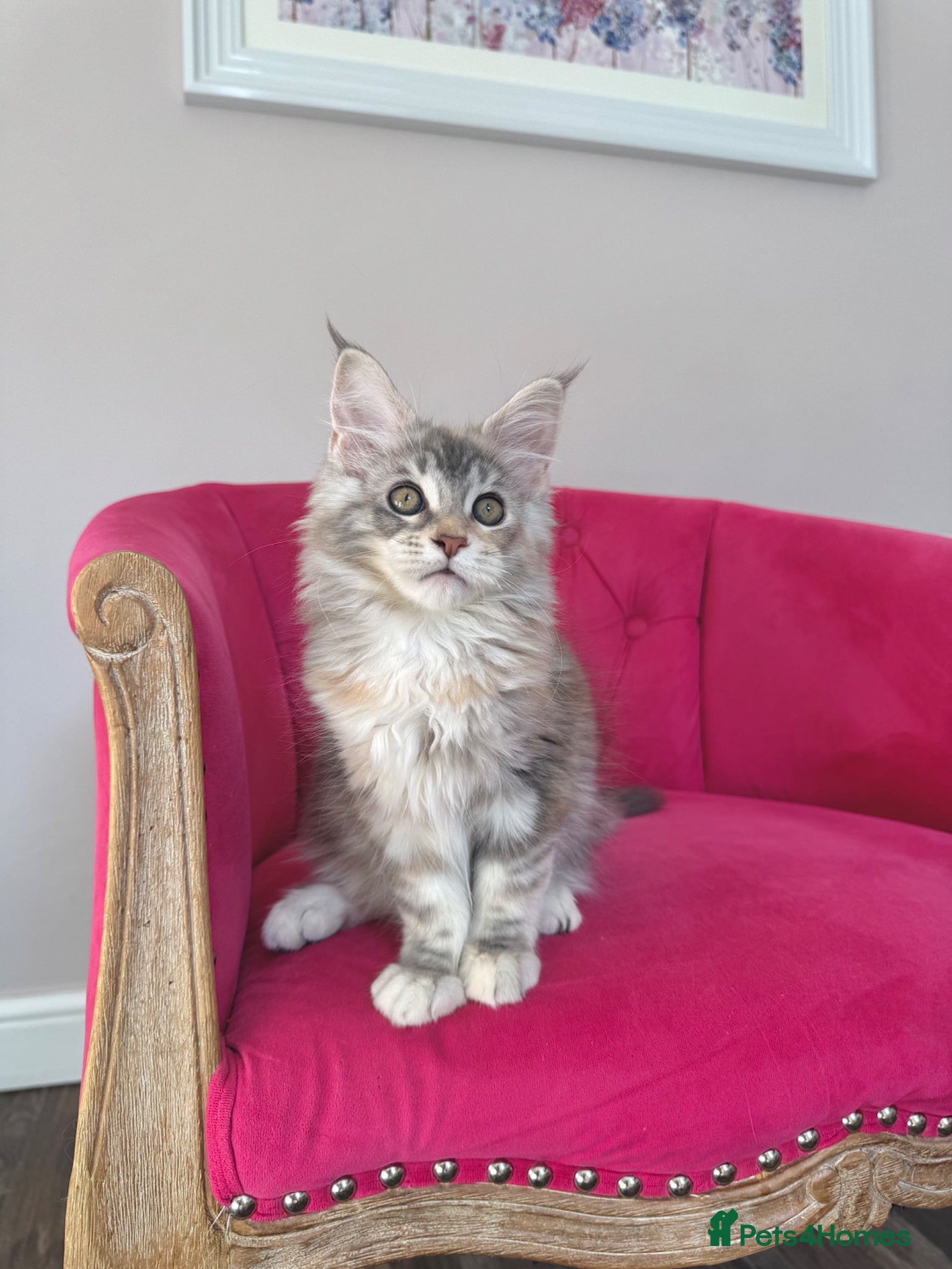 Maine Coon cats Maine Coon Kittens 🏆 20+ gen 🧬 Full Pedigree - Advert 1